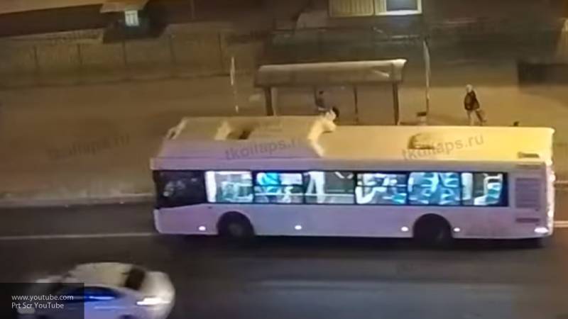 Водитель автобуса в Красном Селе протащил по асфальту застрявшую в дверях пенсионерку