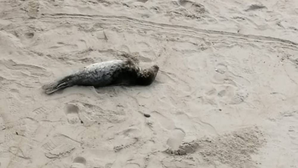 В Светлогорске на берегу нашли тюленя с поцарапанной мордочкой
