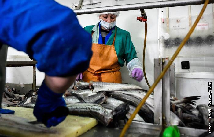 Крупнейший в РФ рыбоперерабатывающий завод запущен на острове Шикотан