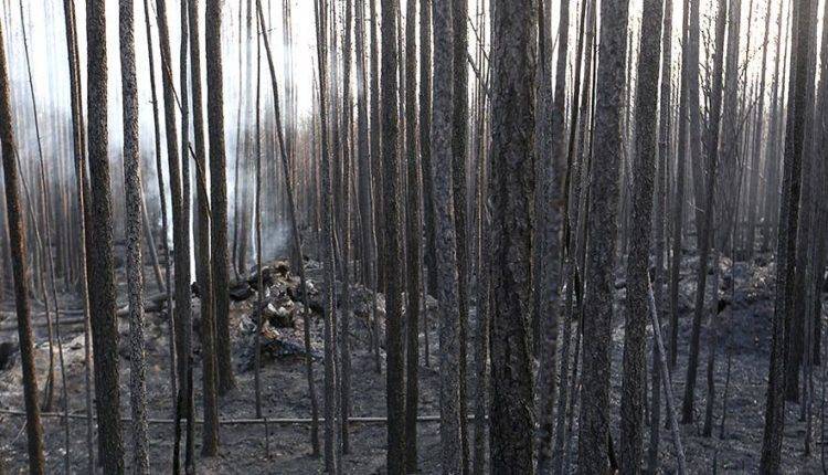 Рослесхоз исключил версию поджогов из причин лесных пожаров в Сибири