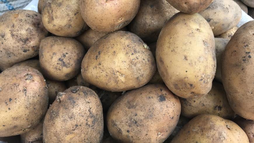Советы садоводам: как правильно хранить урожай картофеля