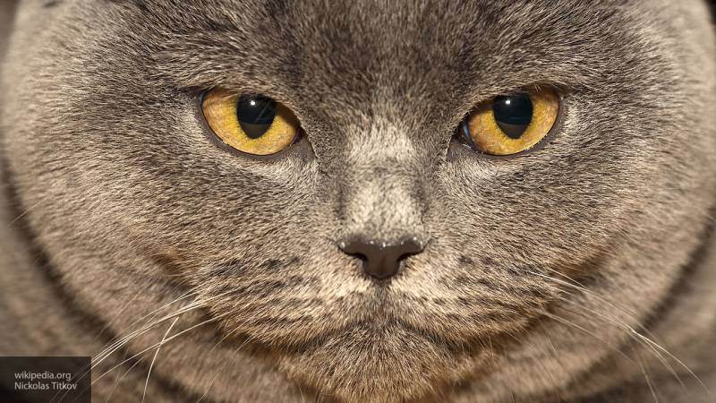 Самые известные коты Риги останутся жить в городской Думе