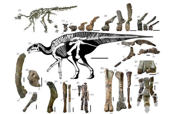Шесть лет раскопок: в Японии нашли почти полный скелет нового вида гадрозавров