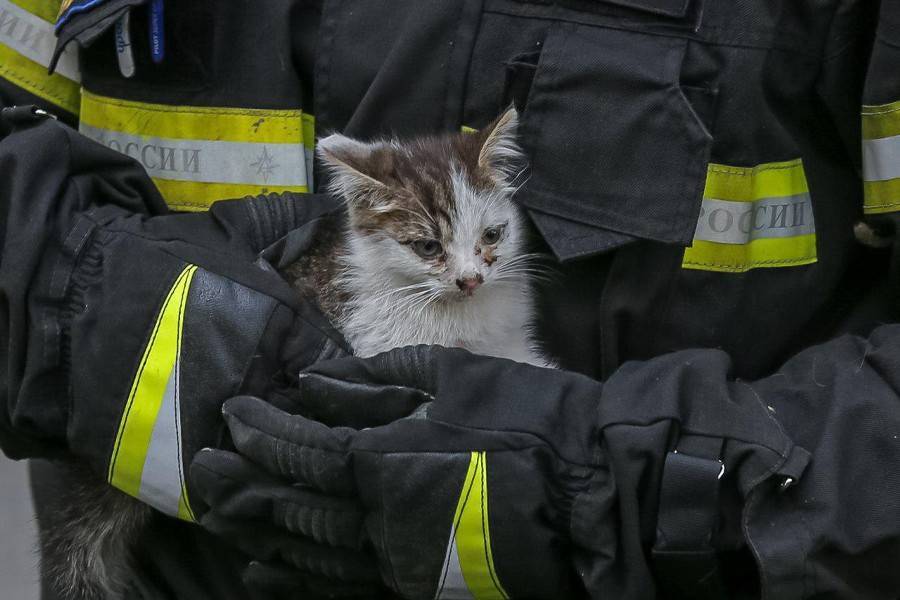 Котенка спасли из-под капота машины в центре Москвы