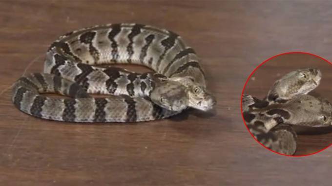 Ученые нашли в Нью-Джерси редкую двуглавую гремучую змею