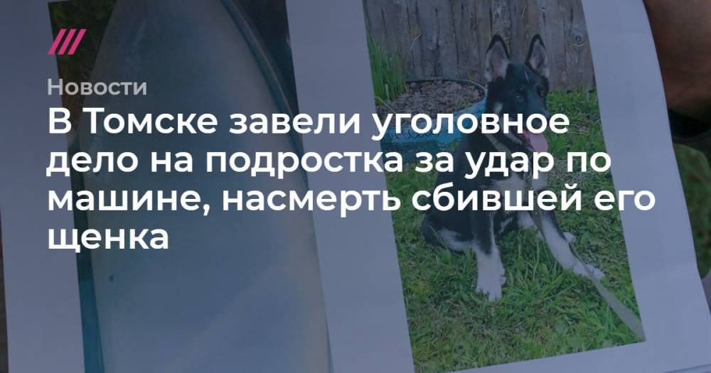 В Томске завели уголовное дело на подростка за удар по машине, насмерть сбившей его щенка