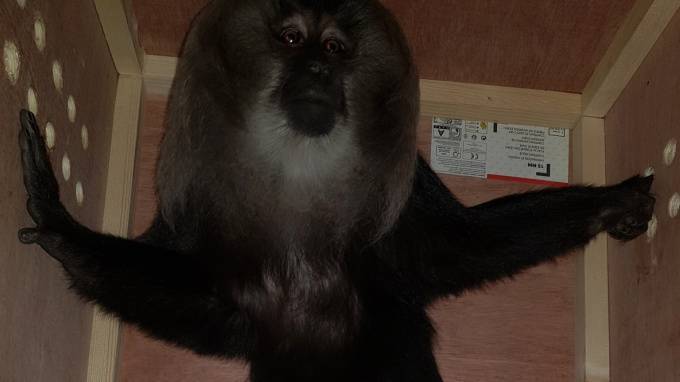 В Ленинградский зоопарк из Парижа прилетел краснокнижный примат