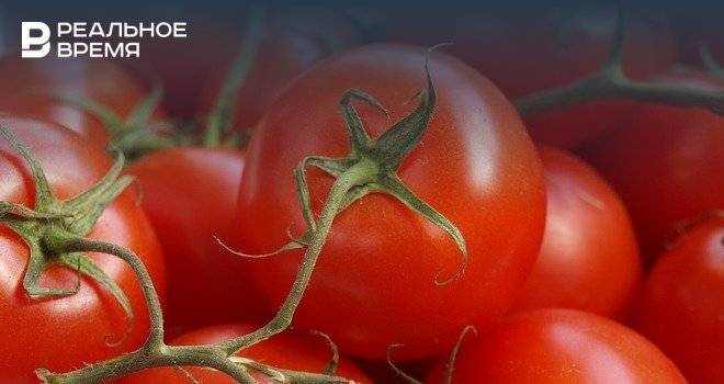 В Камских Полянах начали строить кластер по переработке томатов и огурцов за 80 млн рублей
