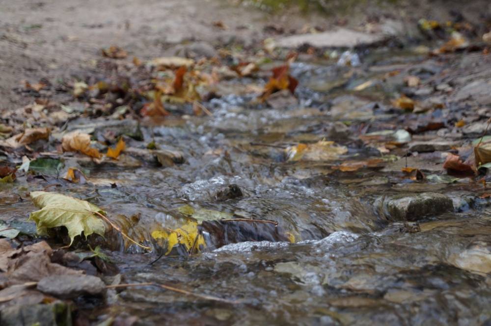 Блогеры-экологи проверят качество родниковых вод Ленобласти