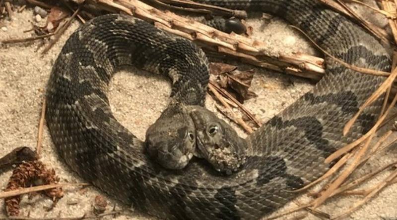 Ядовитое «чудовище»: в лесах США нашли гремучую змею с двумя головами