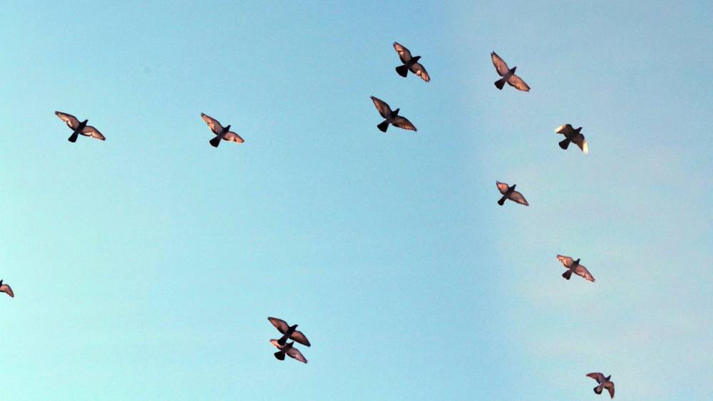 Владелец аэродрома в Жуковском заказал приборы для отпугивания птиц