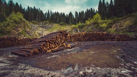 Глава Минприроды не поддержал введение запрета на экспорт леса в Китай