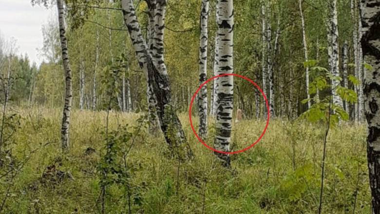 В ярославском лесу завелся грибник-нудист
