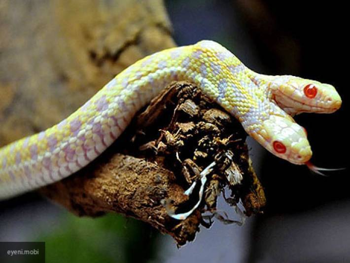 Ученые обнаружили двухголовую змею
