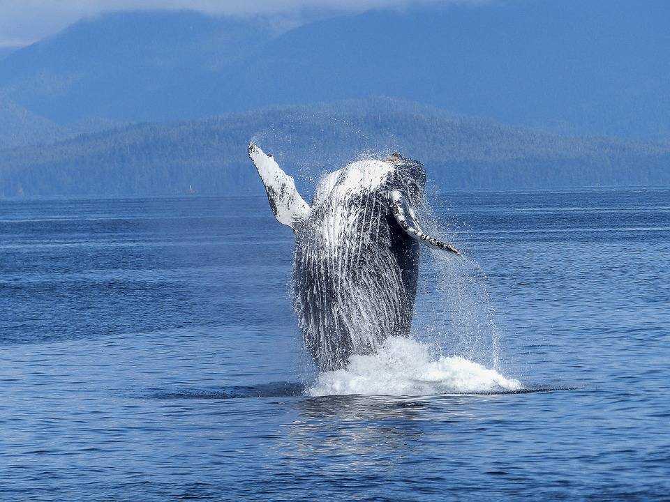 Исследователи обнаружили новый вид китообразных у берегов Японии