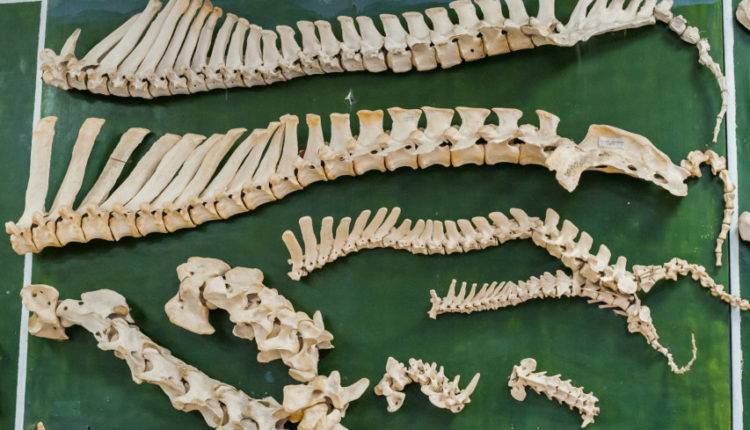 В Японии нашли почти полный скелет утконосого динозавра