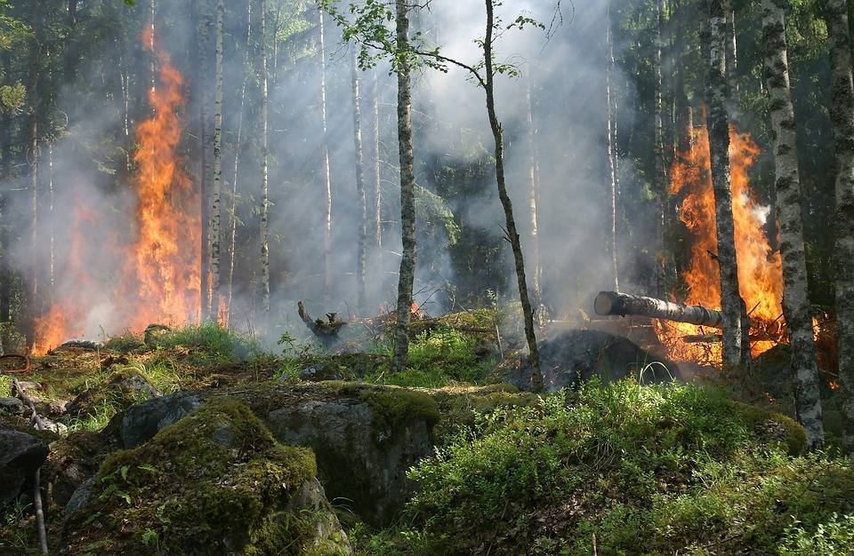 В России уменьшилась площадь лесных пожаров