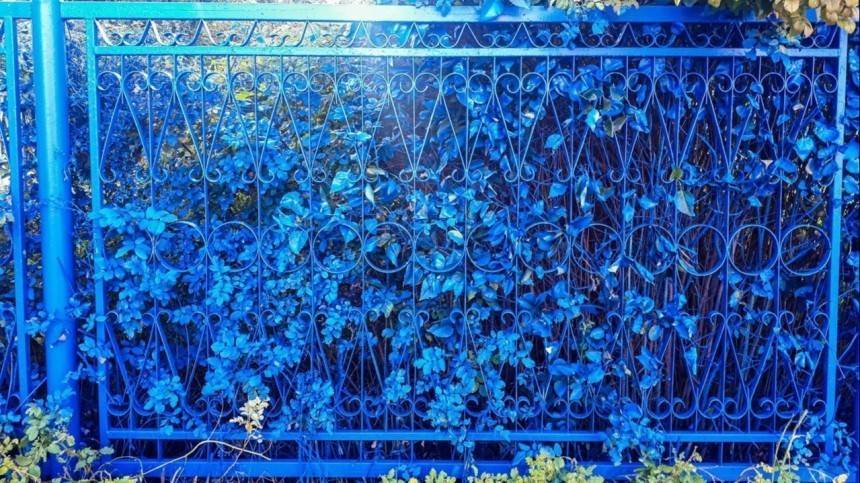 Цвет настроения синий: в сети обсуждают забор, покрашенный вместе с кустами - 5-tv.ru - Нижегородская обл. - Выкса