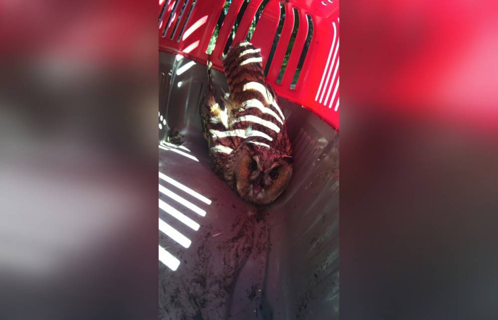 В мини-зоопарк на Елагином острове подкинули пострадавшую сову