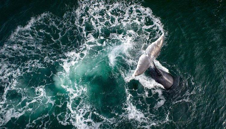 Японские ученые обнаружили новый вид китов