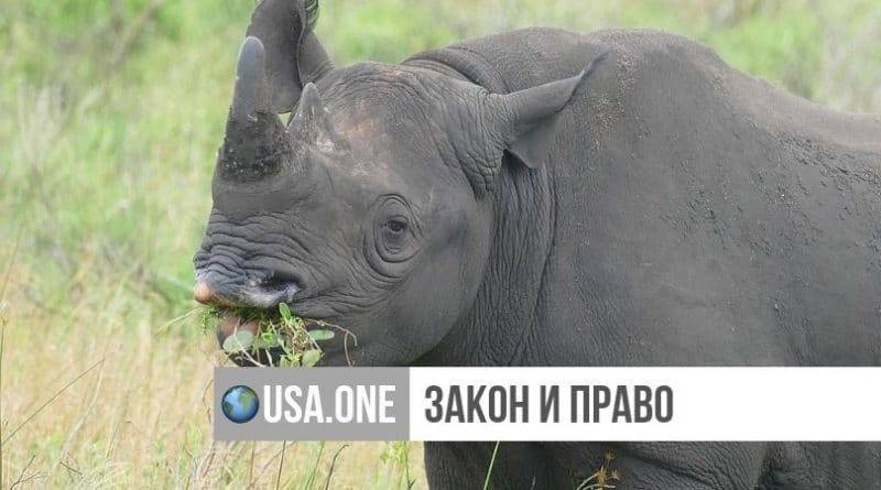 Американецу, заплативший $400 тыс. за охоту на редкого черного носорога, разрешили импортировать рога, шкуру и череп животного в США