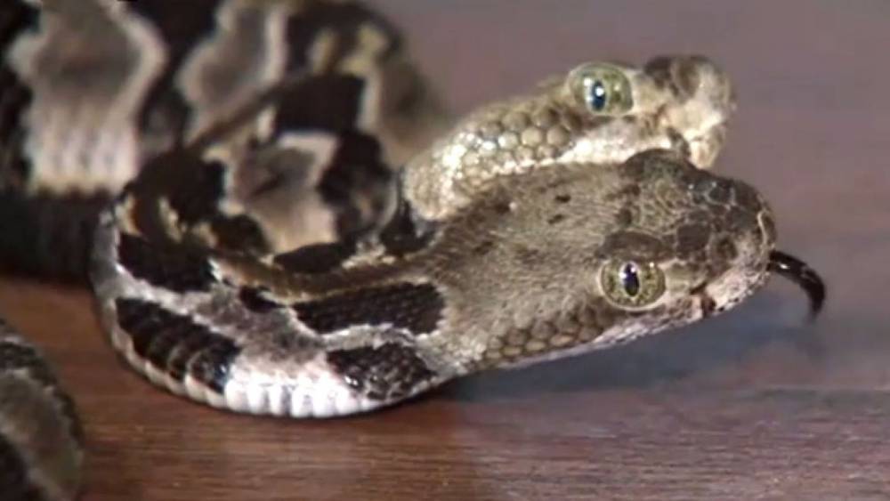 В США обнаружили редкую двухголовую гремучую змею