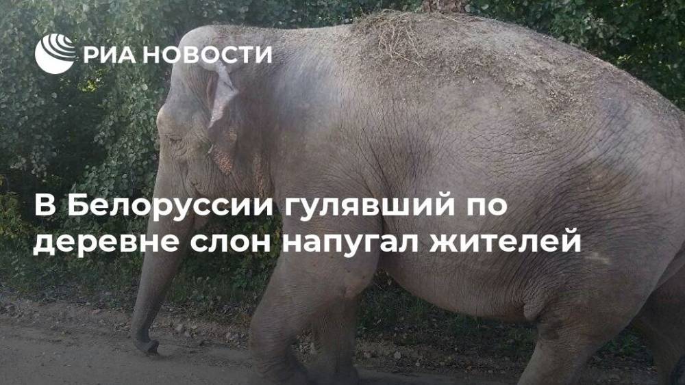В Белоруссии гулявший по деревне слон напугал жителей