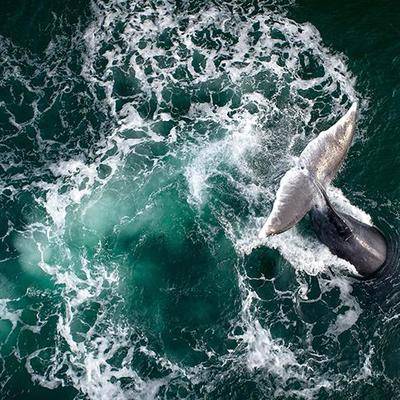 Новый вид китов обнаружили в Охотском море японские ученые