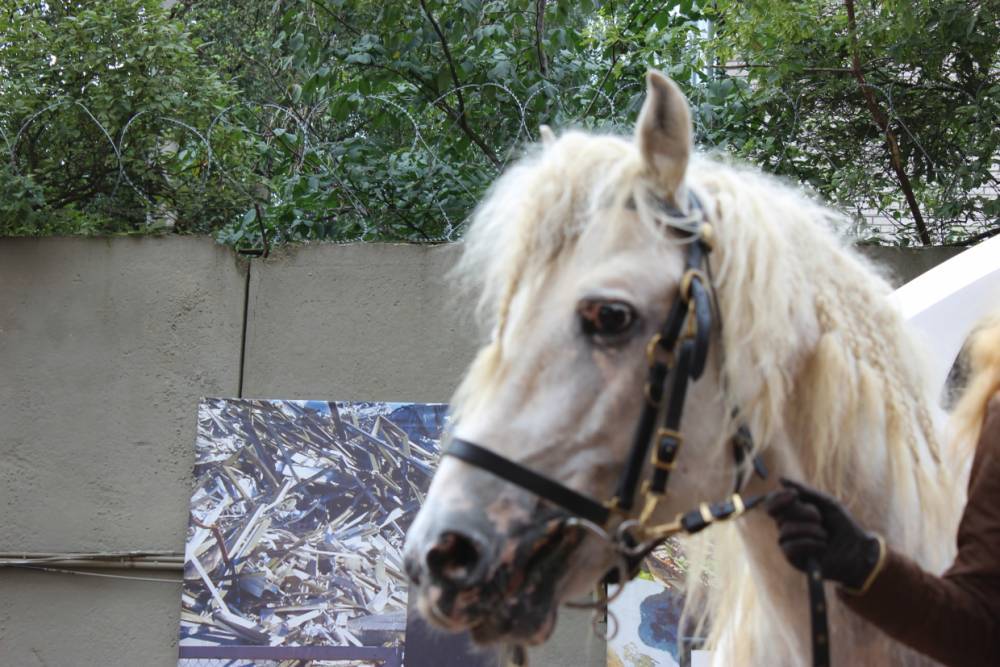 Петербуржцев шокировал новый способ доставки шавермы верхом на лошади