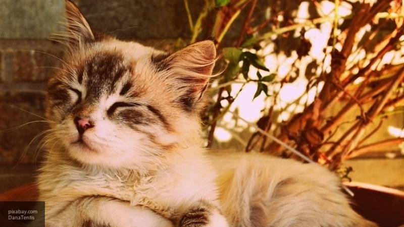 Кошка Маша эмигрировала на Украину с освобожденным в России украинцем