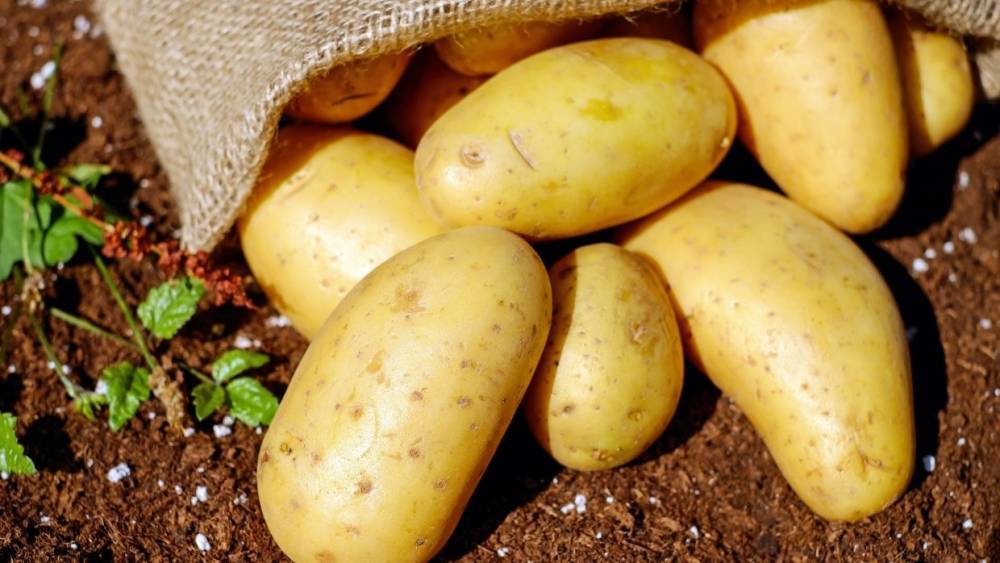 Путин назвал гиперболой уголовное наказание за кражу двух ведер картошки