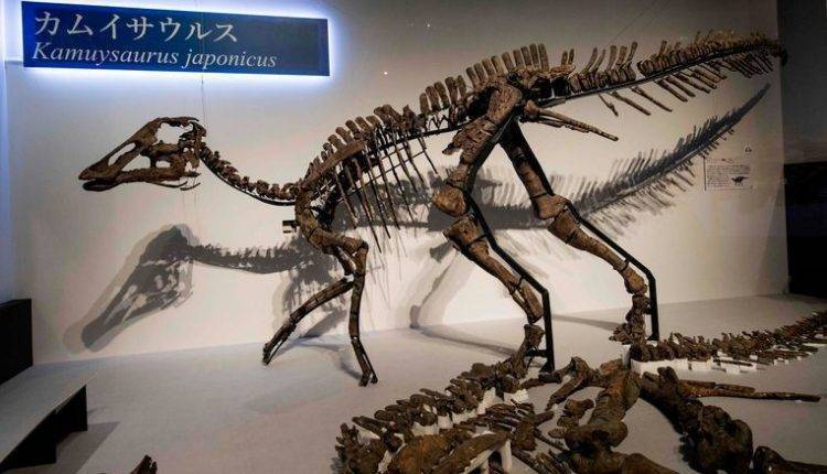 Японские палеонтологи нашли ранее неизвестный вид гадрозавров - Cursorinfo: главные новости Израиля