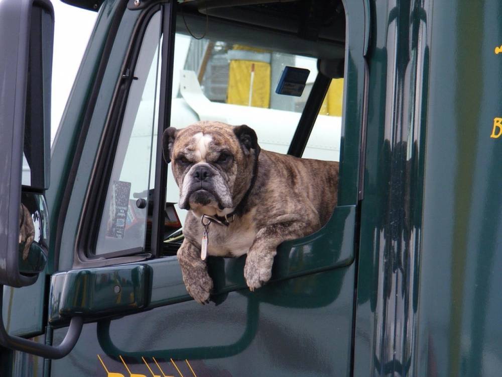 Россельхознадзор запустил сервис для помощи в перевозке домашних животных в Петербурге