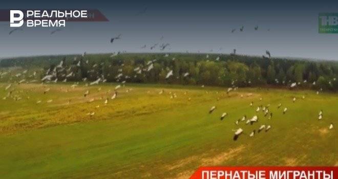 В Татарстане впервые заметили большое количество редких серых журавлей — видео