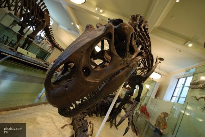 Ученые разгадали тайну загадочных отверстий в черепе тираннозавра