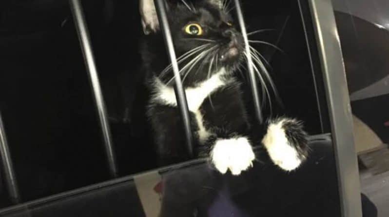 Американские полицейские «задержали» кота, ошибочно приняв его за грабителя