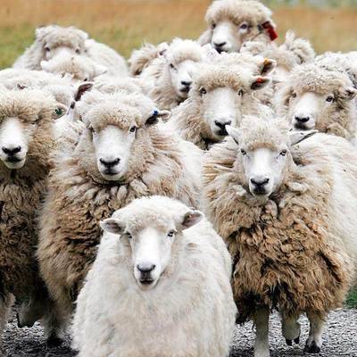 Участники движения "Стыдно" пригнали стадо овец к грузинскому парламенту
