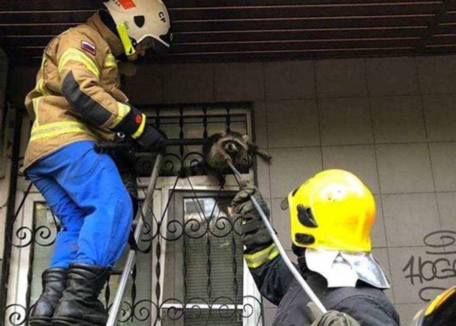 На востоке Москвы спасатели вытащили спрятавшегося в кондиционере енота