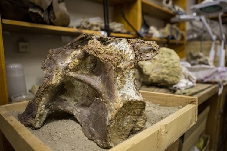Японские палеонтологи нашли останки самого крупного динозавра