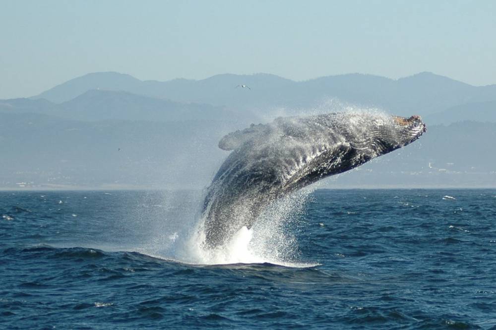 Биологи нашли новый вид китов, который назвали «плавун малый»