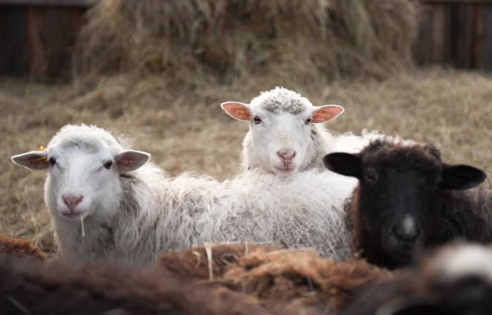 Видео: К парламенту Грузии пригнали стало овец