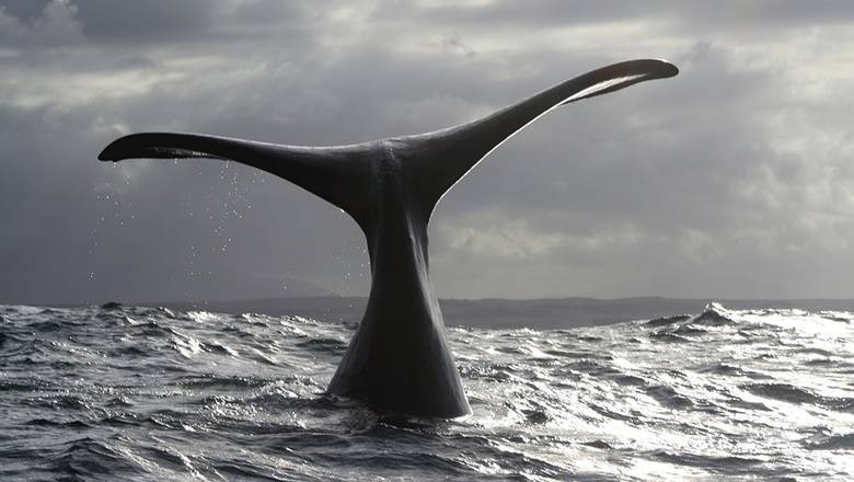 Японские ученые открыли новый вид китов