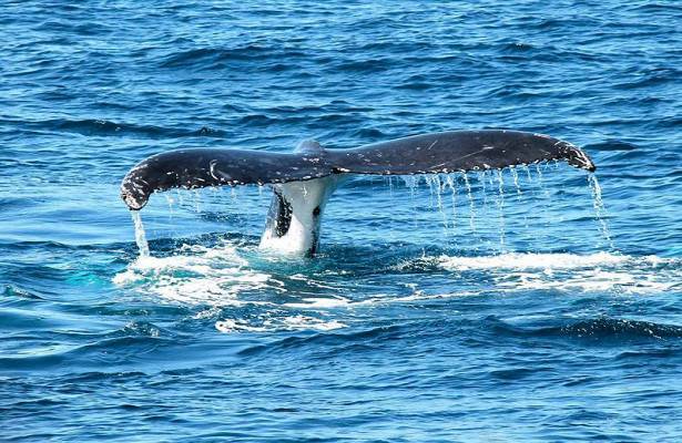 Биологи обнаружили новый вид китов