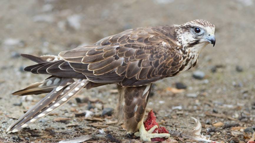 Катарские орнитологи готовы обучить соколов борьбе с чайками в российских аэропортах