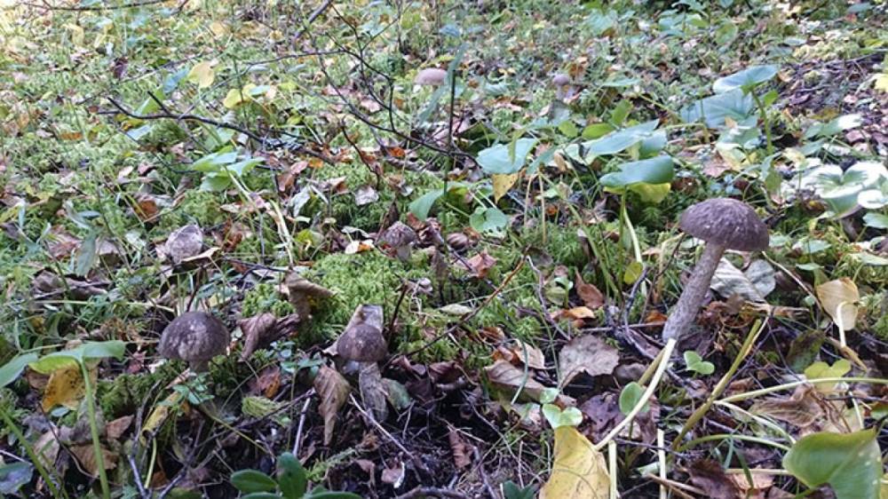 В Выборгском районе в лесу нашли тело пропавшей женщины с рыжими волосами