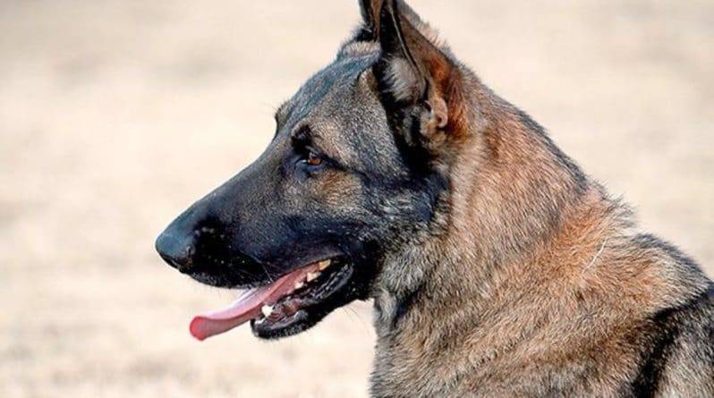 Полицейская собака скончалась в патрульной машине, просидев рядом с выключившимся кондиционером меньше 30 минут
