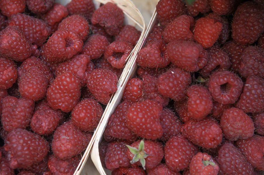 Двум россиянам грозит штраф за сбор ягод в приграничной с Финляндией зоне