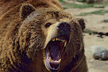 Медведи вынудили российских пенсионерок залезть в охотничий домик на дереве