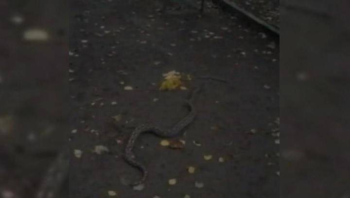 На детской площадке в Москве поймали змею
