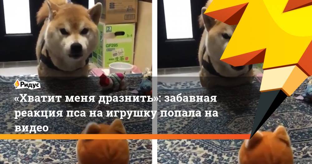 «Хватит меня дразнить»: Забавная реакция пса на игрушку попала на видео
